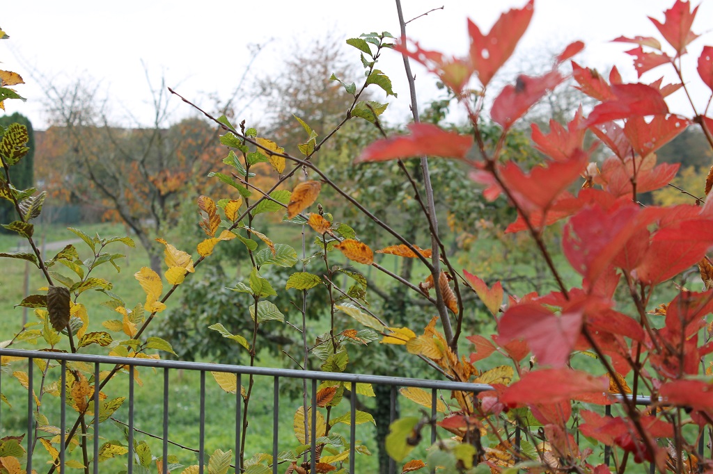 ASB-KA_Homepage_Pflegezentrum-Josefshaus_Terrasse-Farbenspiel-im-Herbst.JPG